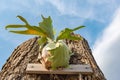 Staghorn Ferns Platycerium Holttumii plant over blue sky background Royalty Free Stock Photo