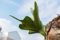 Staghorn Ferns Platycerium Holttumii plant over blue sky background Royalty Free Stock Photo