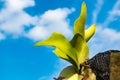 Staghorn Ferns Platycerium Holttumii plant over blue sky background Royalty Free Stock Photo