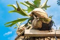 Staghorn Ferns Platycerium Holttumii plant over blue sky background Royalty Free Stock Photo