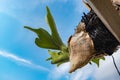 Staghorn Ferns Platycerium Holttumii plant over blue sky background Royalty Free Stock Photo