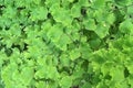 Selective focus Closeup on adiantum fern or maidenhair fern with