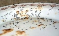 Selective focus closeup of an army of black ants on a white plate with sweet smudge