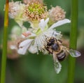 Selective focus closeup of Bee sucking the nectar of a flower Royalty Free Stock Photo