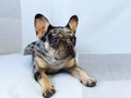 Selective focus closeup of brindle French bulldog juvenile lying down Royalty Free Stock Photo