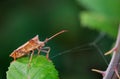 Selective focus closeup of a bug on a leaf Royalty Free Stock Photo