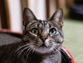 Selective focus closeup of a cat with beautiful heterochromatic eyes Royalty Free Stock Photo