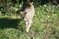 Selective focus closeup of a cat walking in the grassy ground Royalty Free Stock Photo