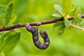 Selective focus closeup of a caterpillar crawling on a small twig of a tree Royalty Free Stock Photo