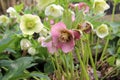 Selective focus closeup of colorful Hellebore flowers on a garden