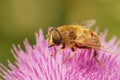 Selective focus closeup of a common drone fly on a purp Knapweed flower