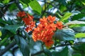 Selective focus closeup Cordia sebestena flower in a garden.Blurred orange flower.