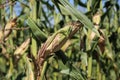 Selective focus closeup of corn in a field Royalty Free Stock Photo