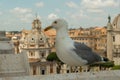 Selective focus closeup of a dove perching on the wall in Rome, Italy Royalty Free Stock Photo