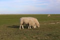 Selective focus closeup of the flock of grazing sheep on the farm Royalty Free Stock Photo