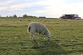 Selective focus closeup of a grazing sheep on the farm with more sheep grazing in the background Royalty Free Stock Photo
