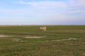 Selective focus closeup of a grazing sheep on the farm Royalty Free Stock Photo