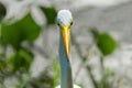 Selective focus closeup of a Great White Egret in a natural park Royalty Free Stock Photo