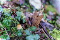 Selective focus closeup of a growing Mica cap mushroom on a forest floor