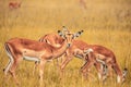 Selective focus closeup of a herd of antelope grazing on a grass field
