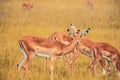 Selective focus closeup of a herd of antelope grazing on a grass field