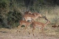 Selective focus closeup of a herd of deer in the wilderness