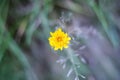 Selective focus, closeup of a marigold flower