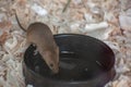 Selective focus closeup of a mouse drinking water from the cup in the Wildpark Schwarze Berge