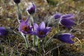 Selective focus closeup of pasque flowers in early spring
