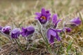 Selective focus closeup of Pasque flowers on the ground