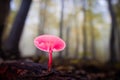 Selective focus closeup of a pink mushroom illuminated with an external pink LED light Royalty Free Stock Photo