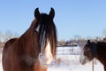 Selective focus closeup portrait of chestnut Clydesdale horse standing in field covered in fresh snow Royalty Free Stock Photo