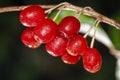 Selective focus closeup of red cherries wet from the rain Royalty Free Stock Photo