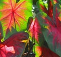 Selective focus closeup Red Flash Caladiums backlit sunlight