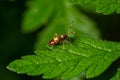 Selective focus closeup on a Red spotted Mirid plant bug, Deraeocoris ruber, sitting on a leaf in the gardenagainst a green Royalty Free Stock Photo