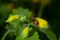 Selective focus closeup on a Red spotted Mirid plant bug, Deraeocoris ruber, sitting on a leaf in the gardenagainst a green Royalty Free Stock Photo