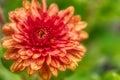 Selective focus closeup shot of a beautiful Dahlia flower growing in a field