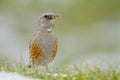 Selective focus closeup shot of a bird called Alpine Accentor perched on a rock Royalty Free Stock Photo