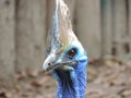 Selective focus closeup shot of a blue Cassowary with a sneaky facial expression Royalty Free Stock Photo