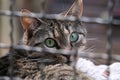 Selective focus closeup shot of a cat inside a cage Royalty Free Stock Photo