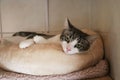 Selective focus closeup shot of a cat lying on the cat bed Royalty Free Stock Photo