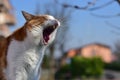 Selective focus closeup shot of a domestic short-haired cat yawning in a park Royalty Free Stock Photo
