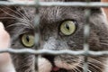 Selective focus closeup shot of a gray cat inside a cage Royalty Free Stock Photo
