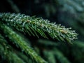 Selective focus closeup shot of green pine tree branch with water droplets Royalty Free Stock Photo