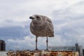 Selective focus closeup shot of a juvenile gull perched on a metal post Royalty Free Stock Photo