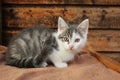 Selective focus closeup shot of a kitten lying on a rug Royalty Free Stock Photo