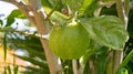 Selective focus closeup shot of a lime tree