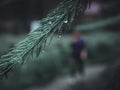 Selective focus closeup shot of a pine tree branch with small water droplets Royalty Free Stock Photo