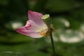 Selective focus closeup shot of a pink lotus flower with fallen petals in a garden Royalty Free Stock Photo