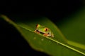 Selective focus closeup shot of a red-eyed tree frog on a big green leaf looking at the camera Royalty Free Stock Photo